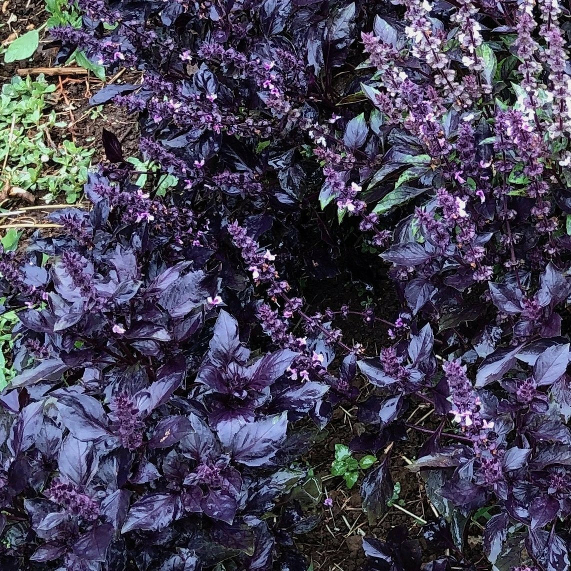 Purple Basil Herb Seeds
