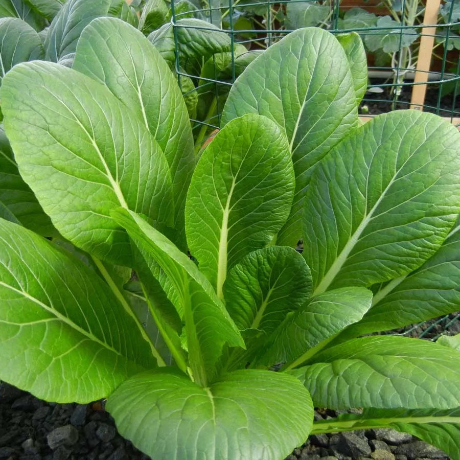 Fresh Komatsuna - Asia Green Leaf (100% Organic) Exotic Vegetable Seeds