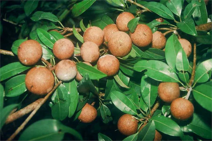 Organic Chikoo Fruit Seeds