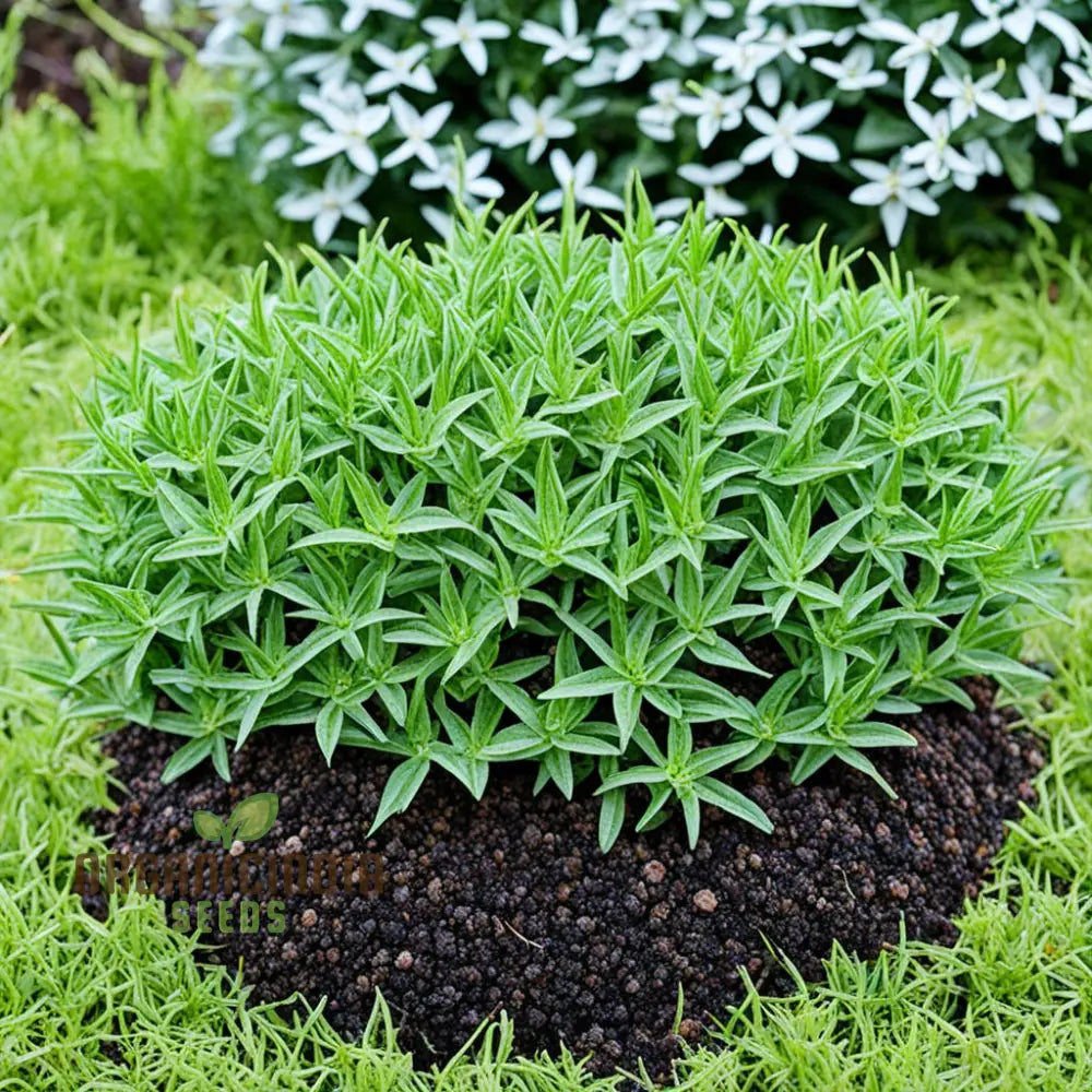 Premium Savory Winter Herb Seeds