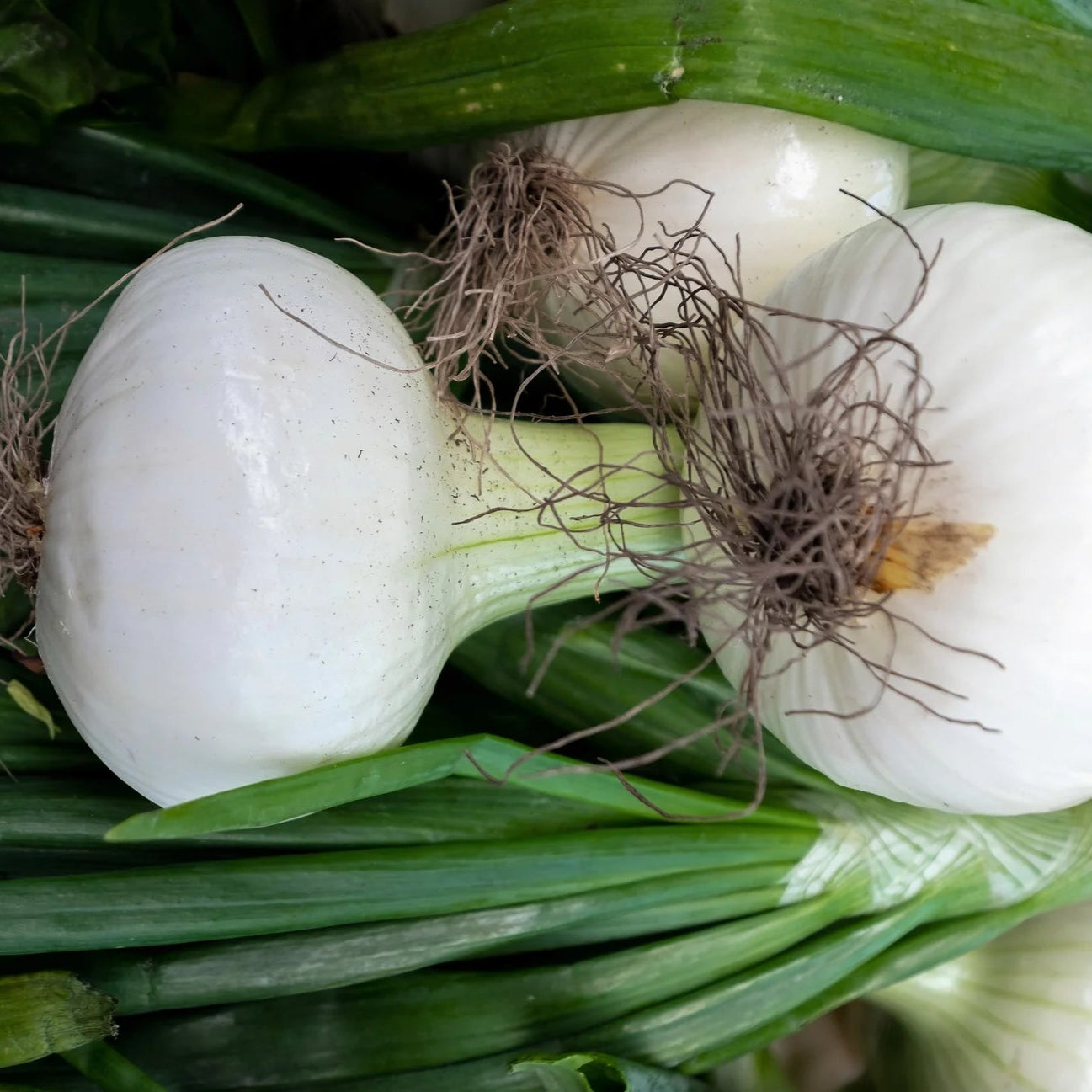 Onion White Globe Vegetable Seeds