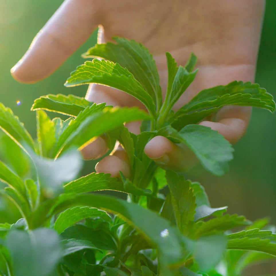 STEVIA SWEET LEAVES Herb Seeds