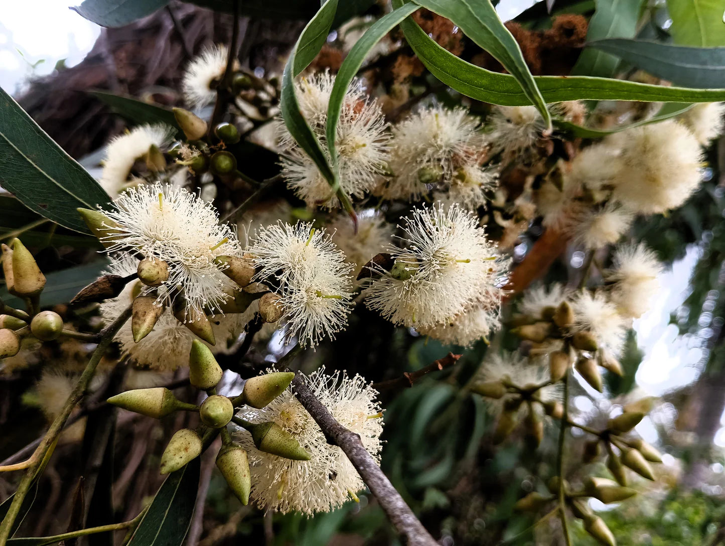 Eucalyptus Tereticornis Herb Seeds