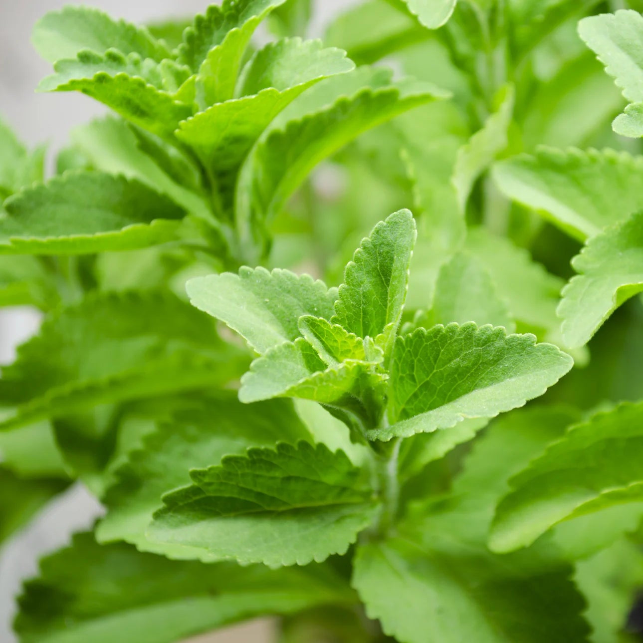 STEVIA SWEET LEAVES Herb Seeds