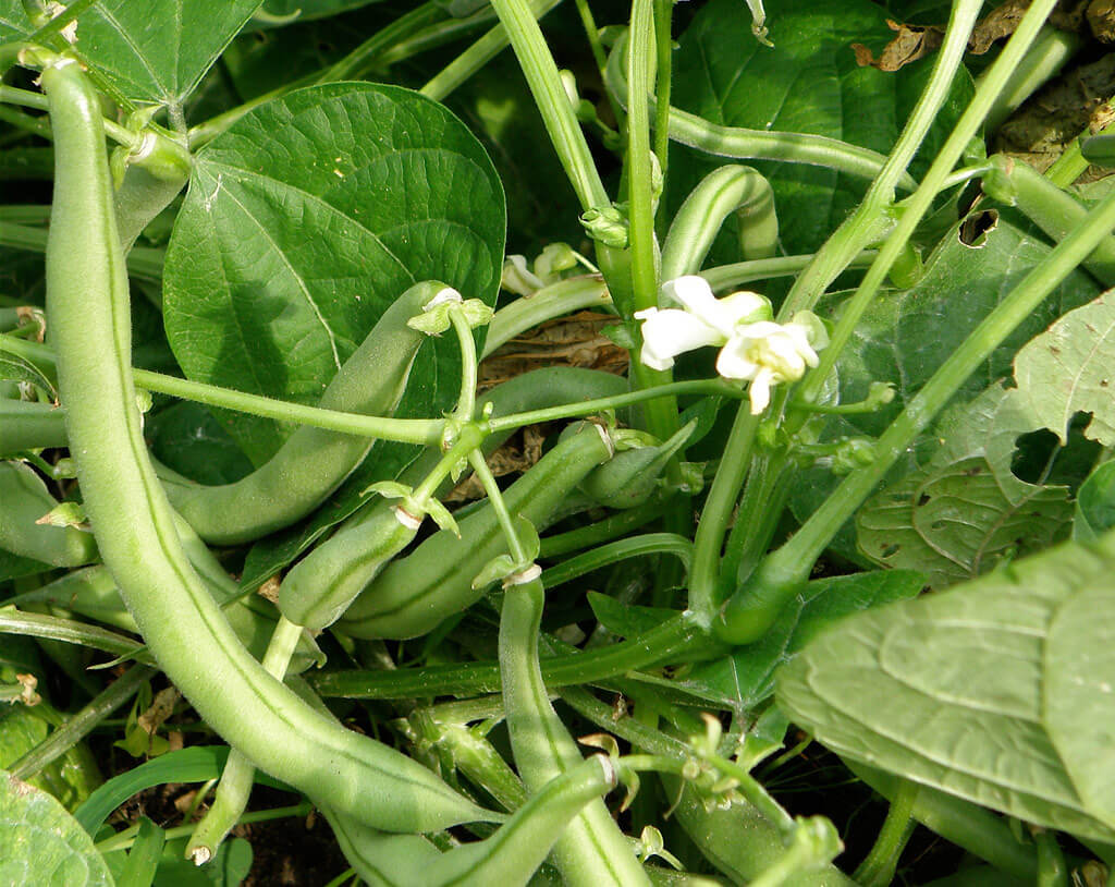 Pole Beans Selection Sanchi Vegetable Seeds