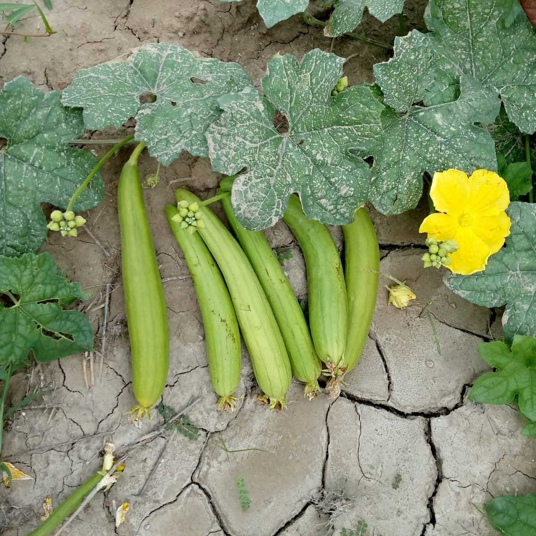 Sponge Gourd F1 Hybrid Chikni Tori Vegetable Seeds
