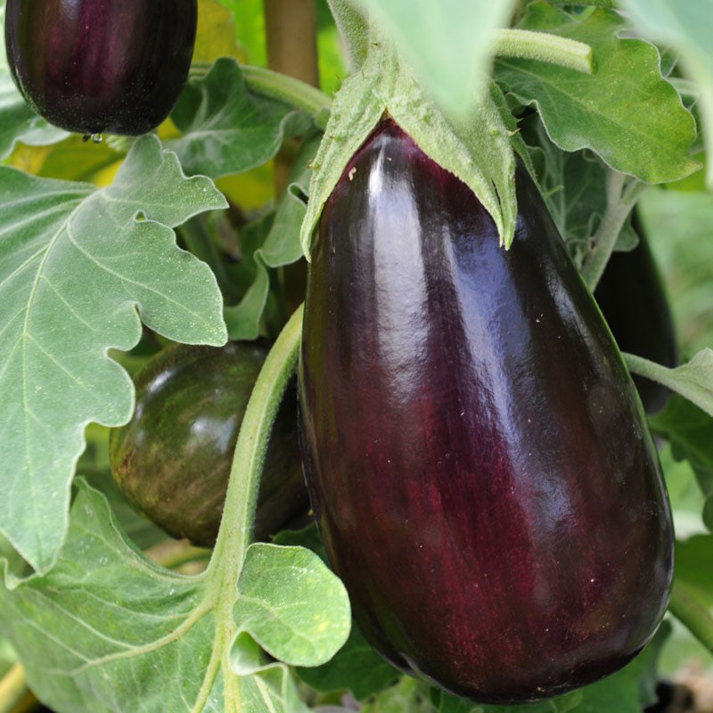 Brinjal-Eggplant F1 Long Black Him Mani Vegetable Seeds