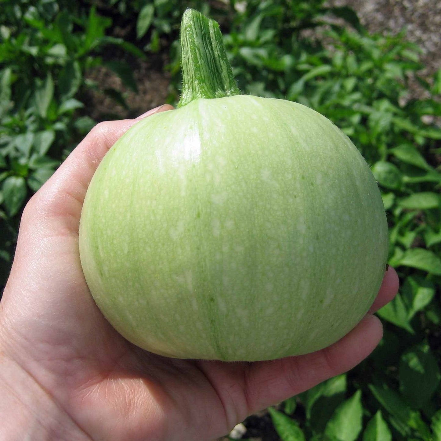 Chappan Kaddu Vegetable Seeds – High Yield, Organic Pumpkin Seeds for Your Garden