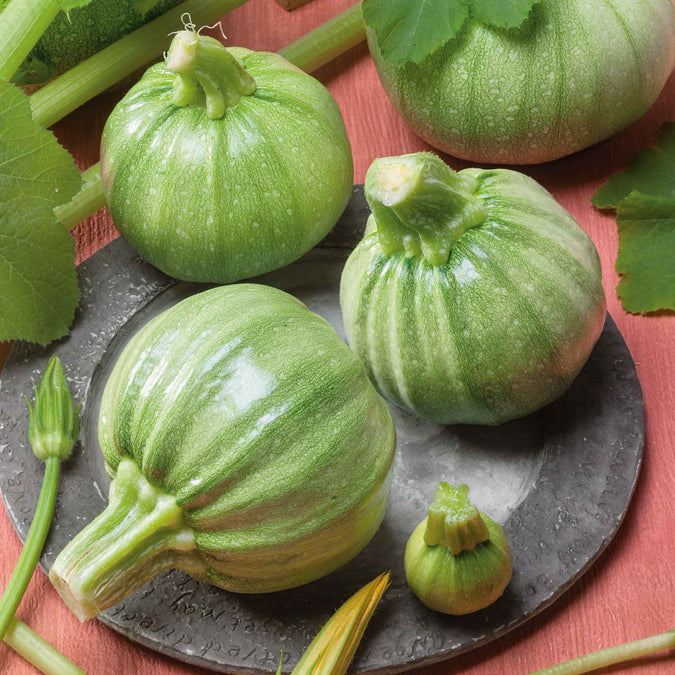 Summer Squash Hybrid Aayan Vegetable Seeds