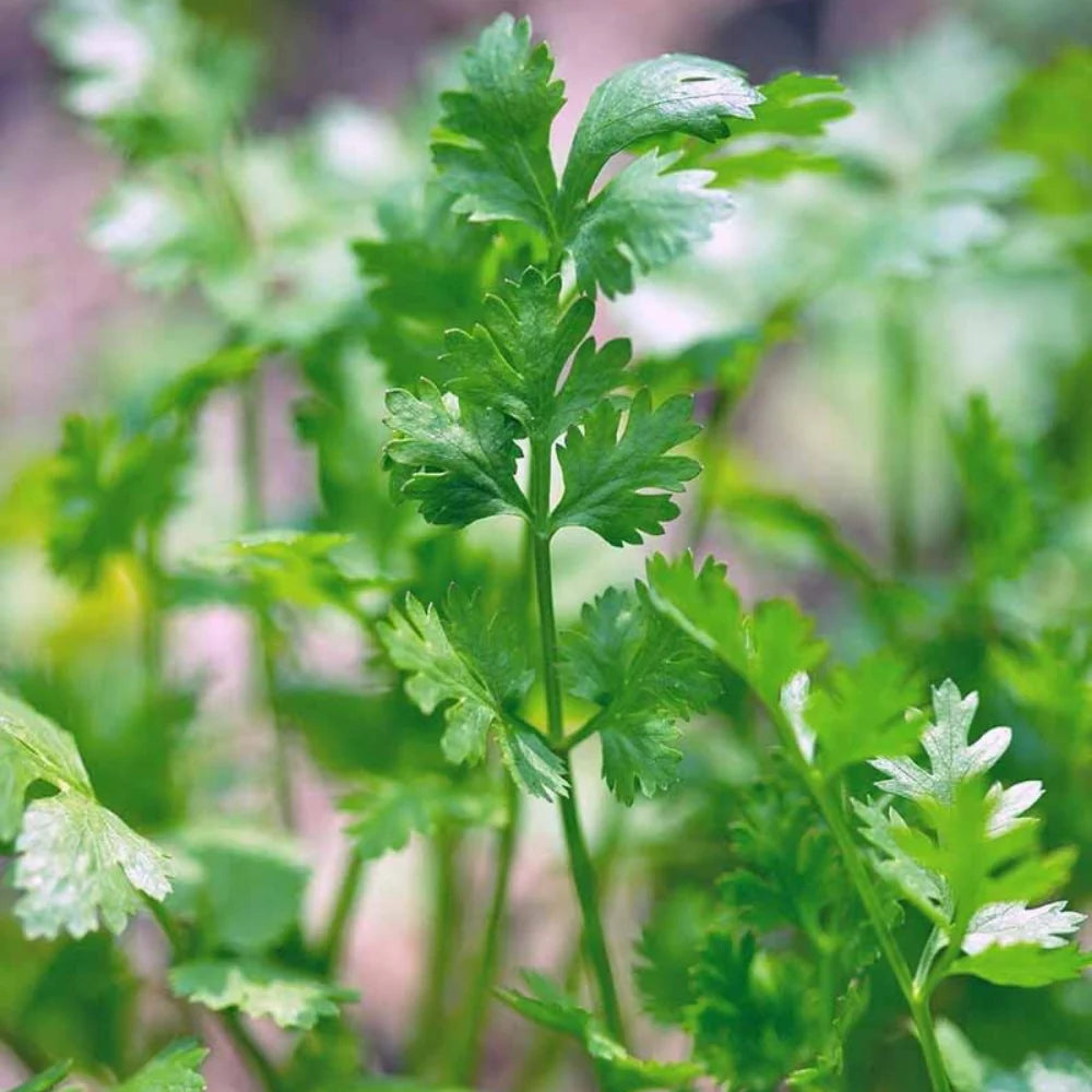 Cilantro Split Herb Seeds