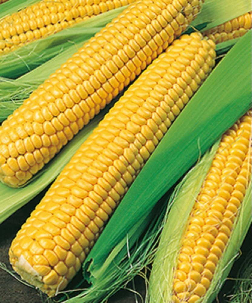 Premium Sweetcorn Vegetable Seeds – High Yield, Non-GMO, and Easy to Grow