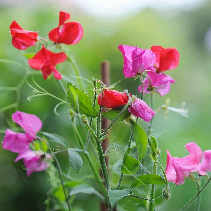 Sweet Pea Flower Seeds - Beautiful, Fragrant, and Easy-to-Grow