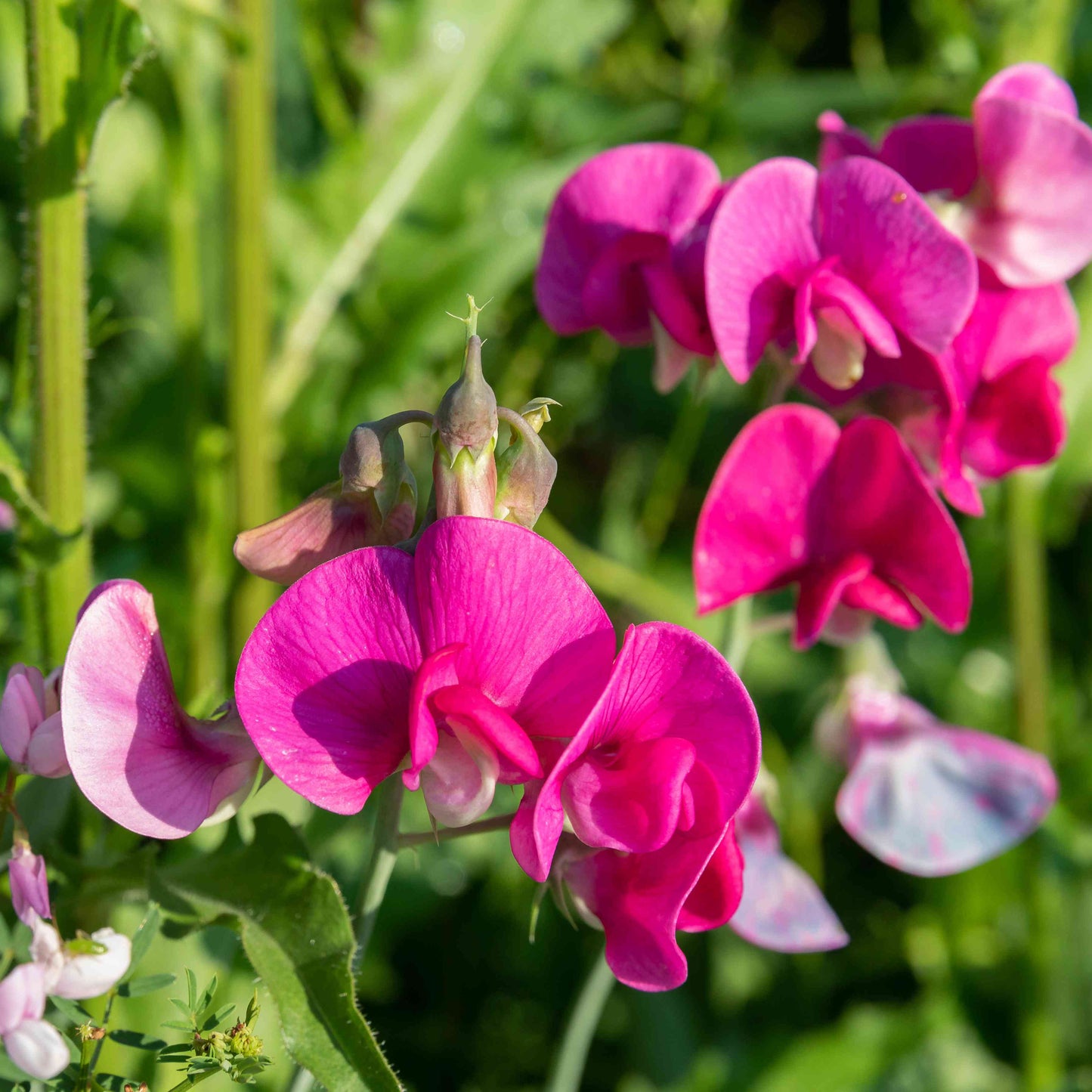 Sweet Peas Flower Seeds - Vibrant, Fragrant, and Easy to Grow