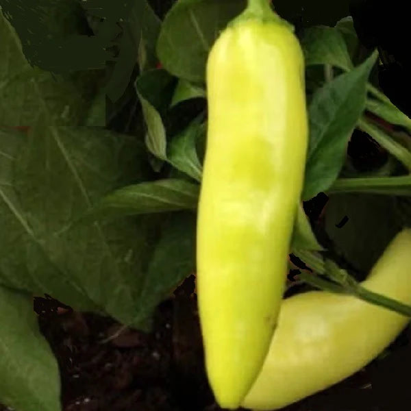 PEPPER Imported Sweet Banana Exotic Mild Vegetable Seeds