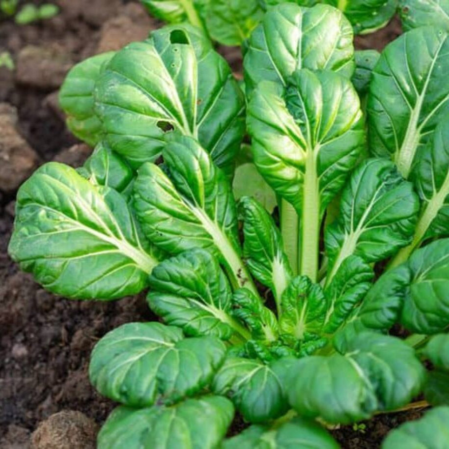 Tatsoi Green Herb Seeds