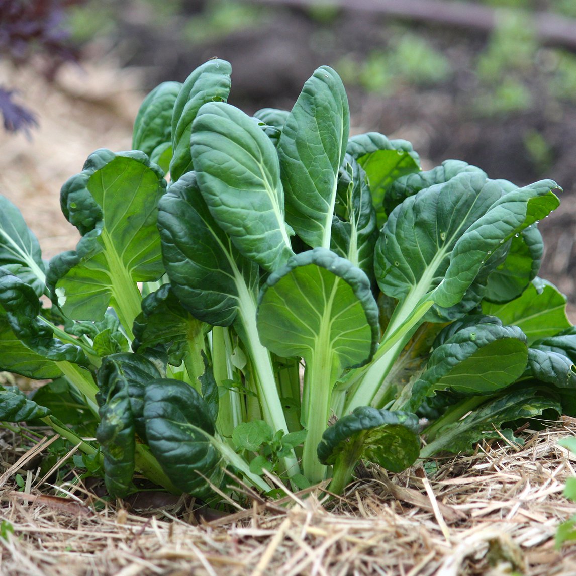 Tatsoi Green Herb Seeds