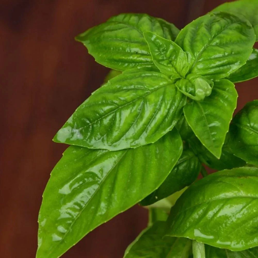 Basil Bon'Classic Herb Seeds
