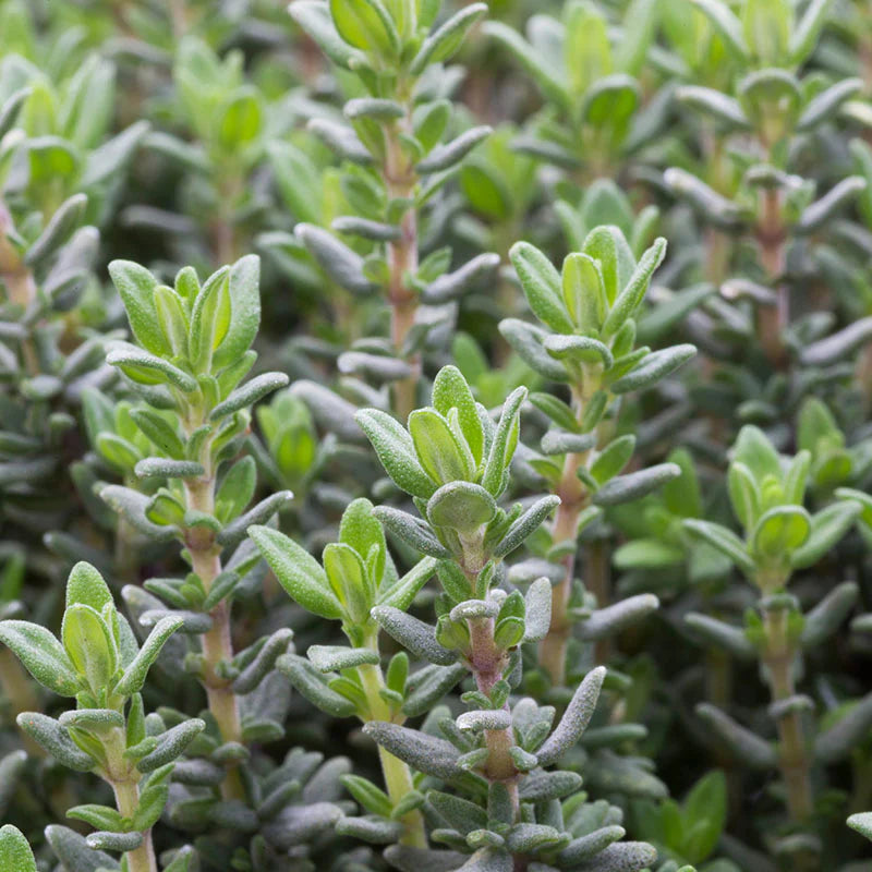 Premium Imported Thyme Herb Seeds