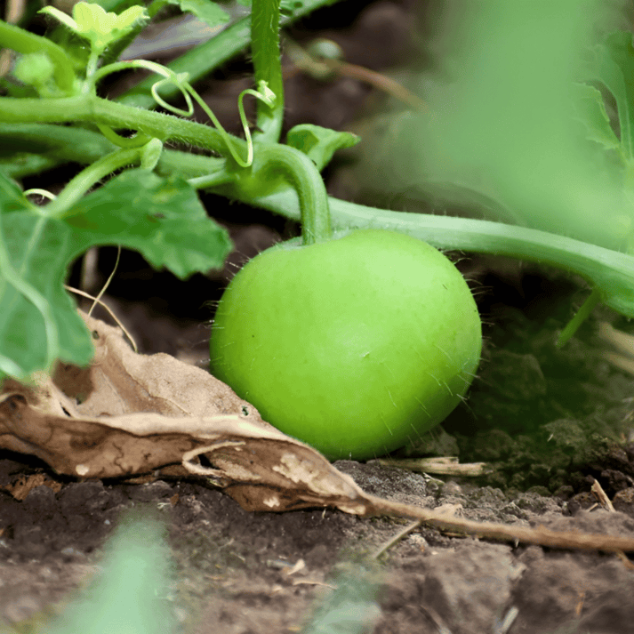 Tinda Orchard Green Vegetable Seeds