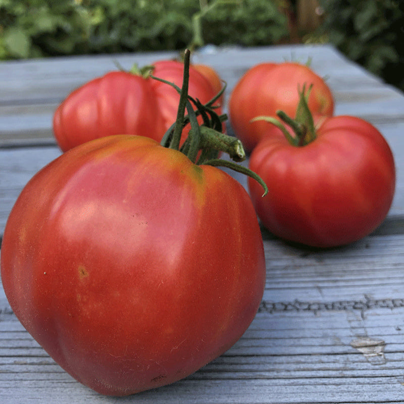 Tomato Heirloom Oxheart Vegetable Seeds