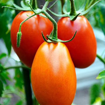 Tomato Heirloom Rio Grande Vegetable Seeds