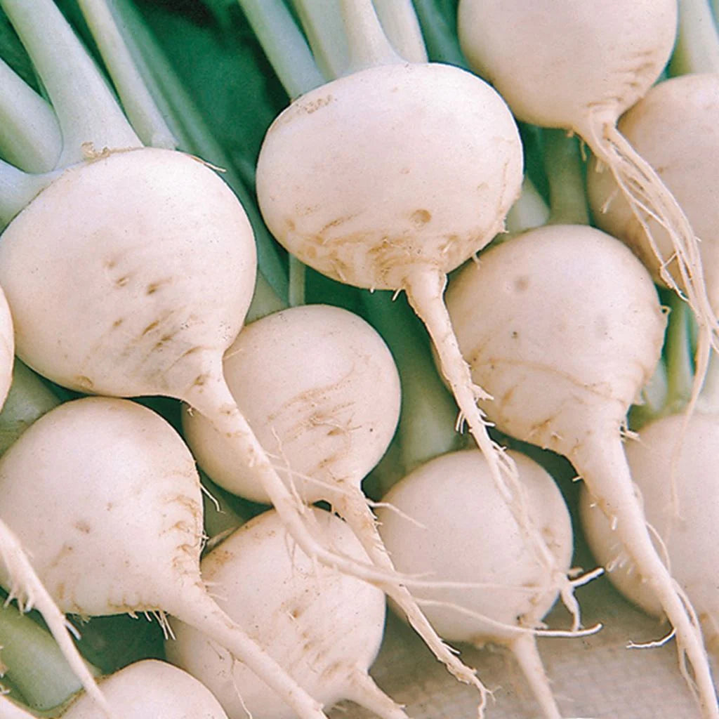 Turnip White Special Num 1 Vegetable Seeds