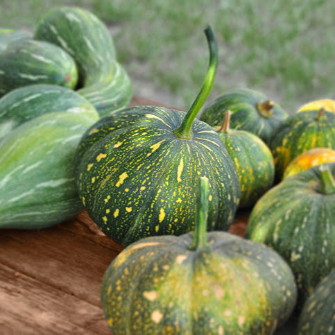Pumpkin F1 Hybrid OS 204 Vegetable Seeds