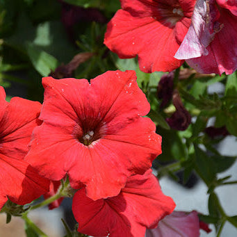 Petunia Grandiflora Red Winter Flower Seeds