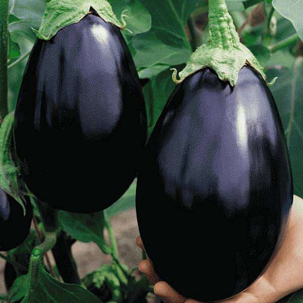 Premium F1 Hybrid Round Brinjal-Eggplant Vegetable Seeds