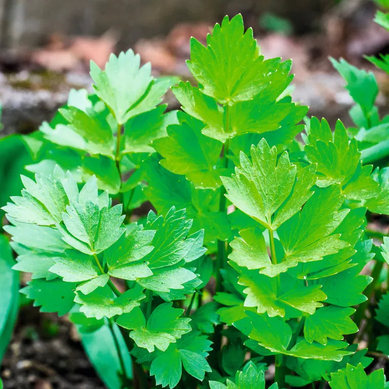 Lovage - Premium Imported Herb Seeds