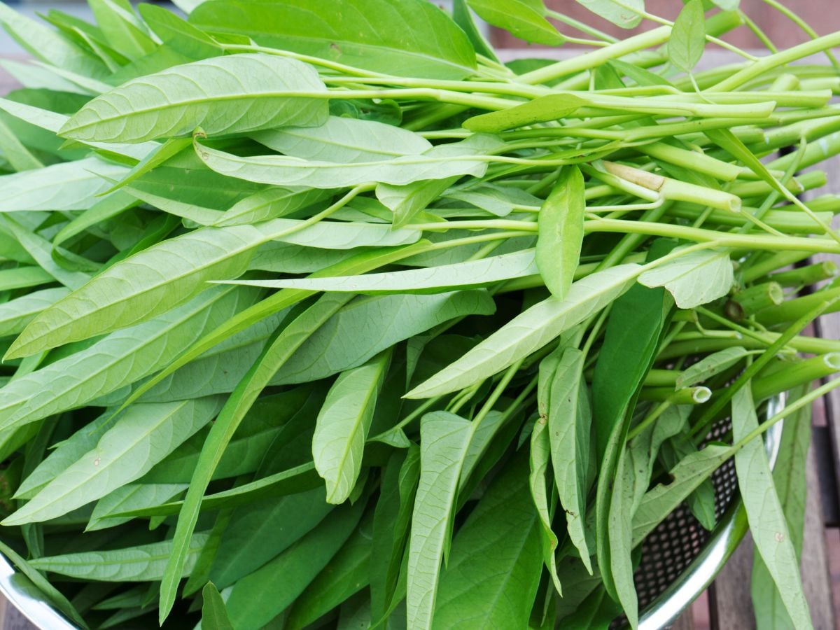 Kalmi Saag Vegetable Seeds – High-Quality Organic Seeds for a Thriving Garden