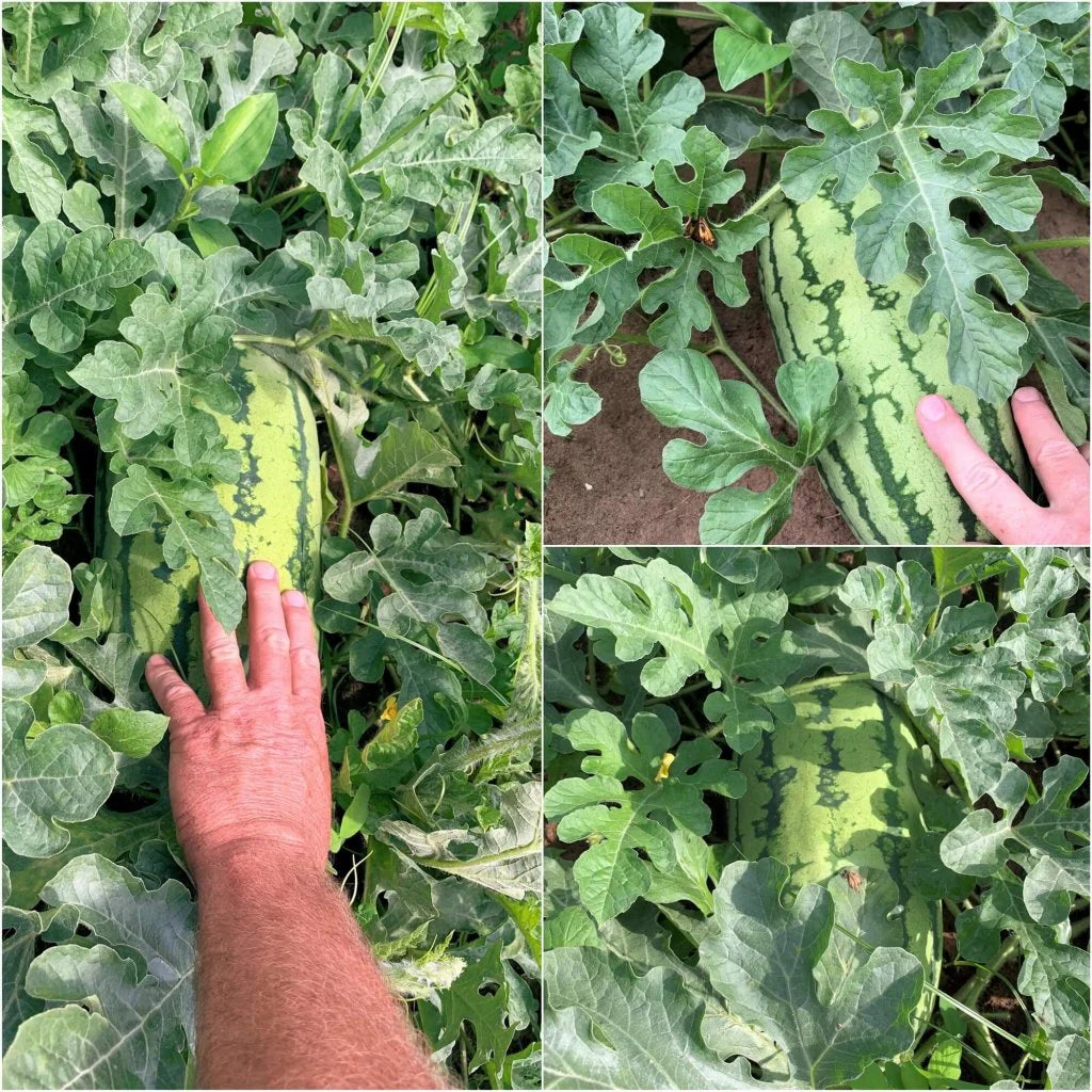 Watermelon Seeds