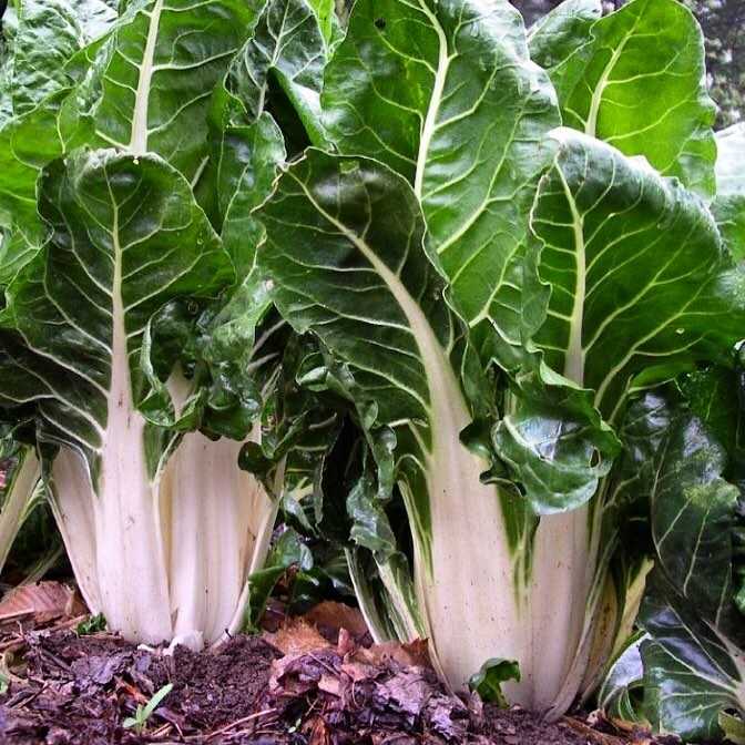 Collard & Swiss Chard White Microgreens Seeds
