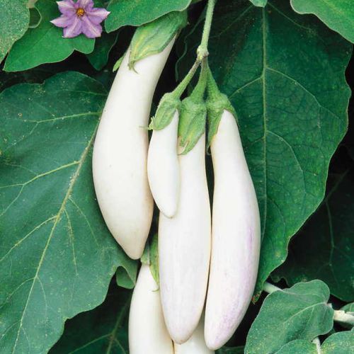 Brinjal - Eggplant F1 White Long Vegetable Seeds