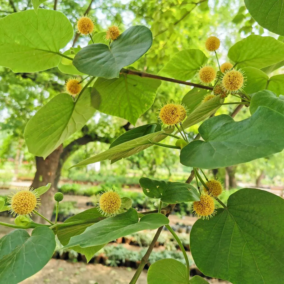 Adina Cordifolia Herb Seeds