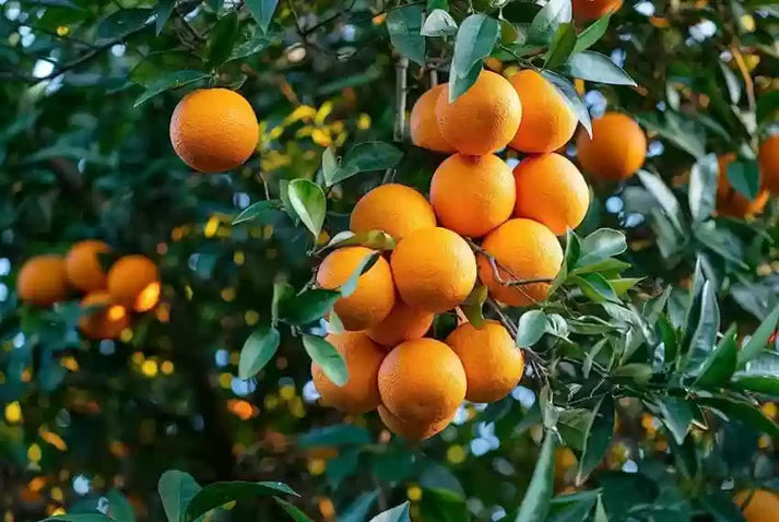 Citrus Kinnow Fruit Seeds