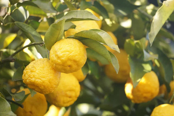 Rough Lemon Fruits Seeds