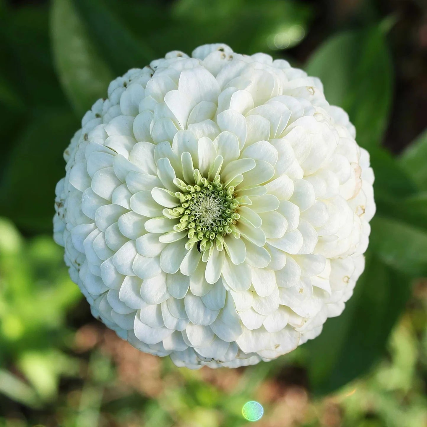 Zinnia White Tall Flower Seeds