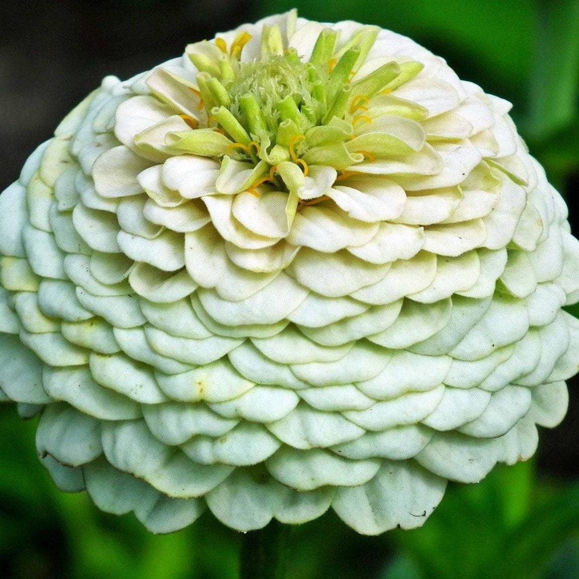 Zinnia White Tall Flower Seeds