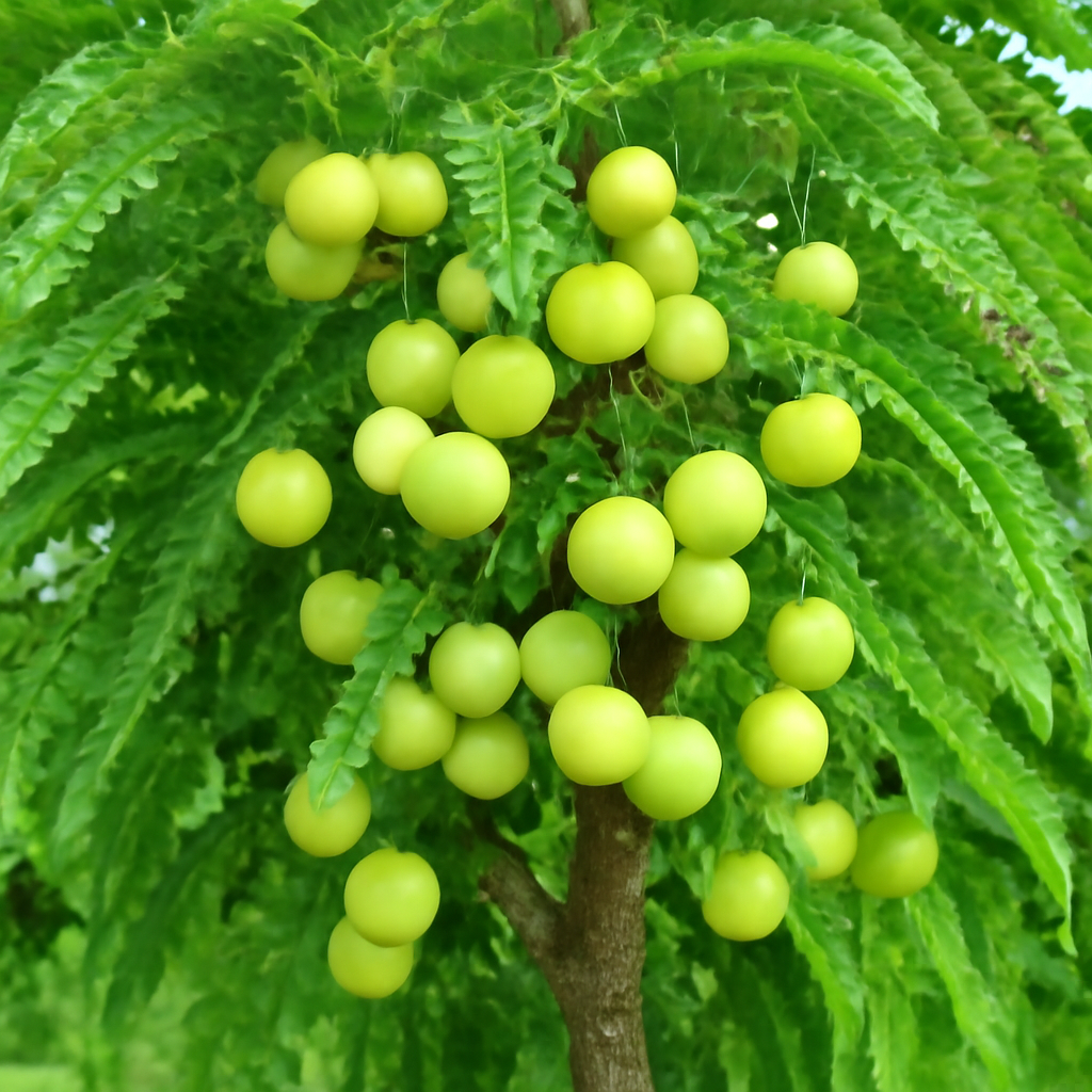 Amla (Indian Gooseberry): The Nutrient-Rich Superfruit for Your Garden