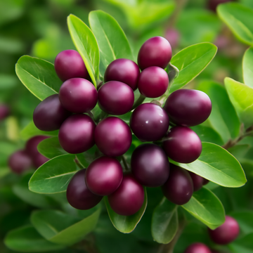 Koromcha: The Tangy and Nutritious Fruit for Your Garden