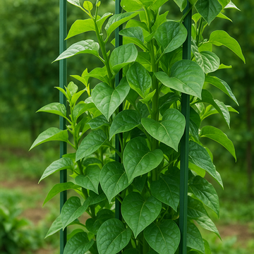 Kalmi Saag: The Nutritious Leafy Green for Your Garden