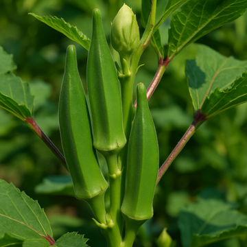 Lady Finger: A Nutritious and Versatile Vegetable for Your Garden