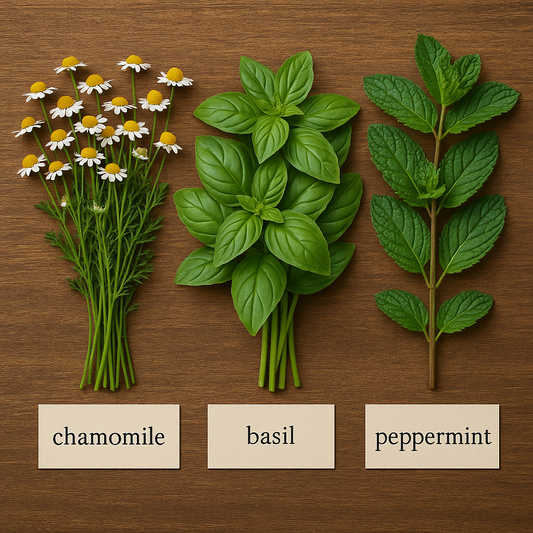 Medicinal Herbs You Can Grow from Seeds at Home