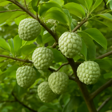 Custard Apple: The Creamy, Sweet Fruit for Your Garden
