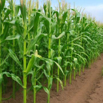 Sweetcorn: The Juicy, Golden Vegetable for Your Garden