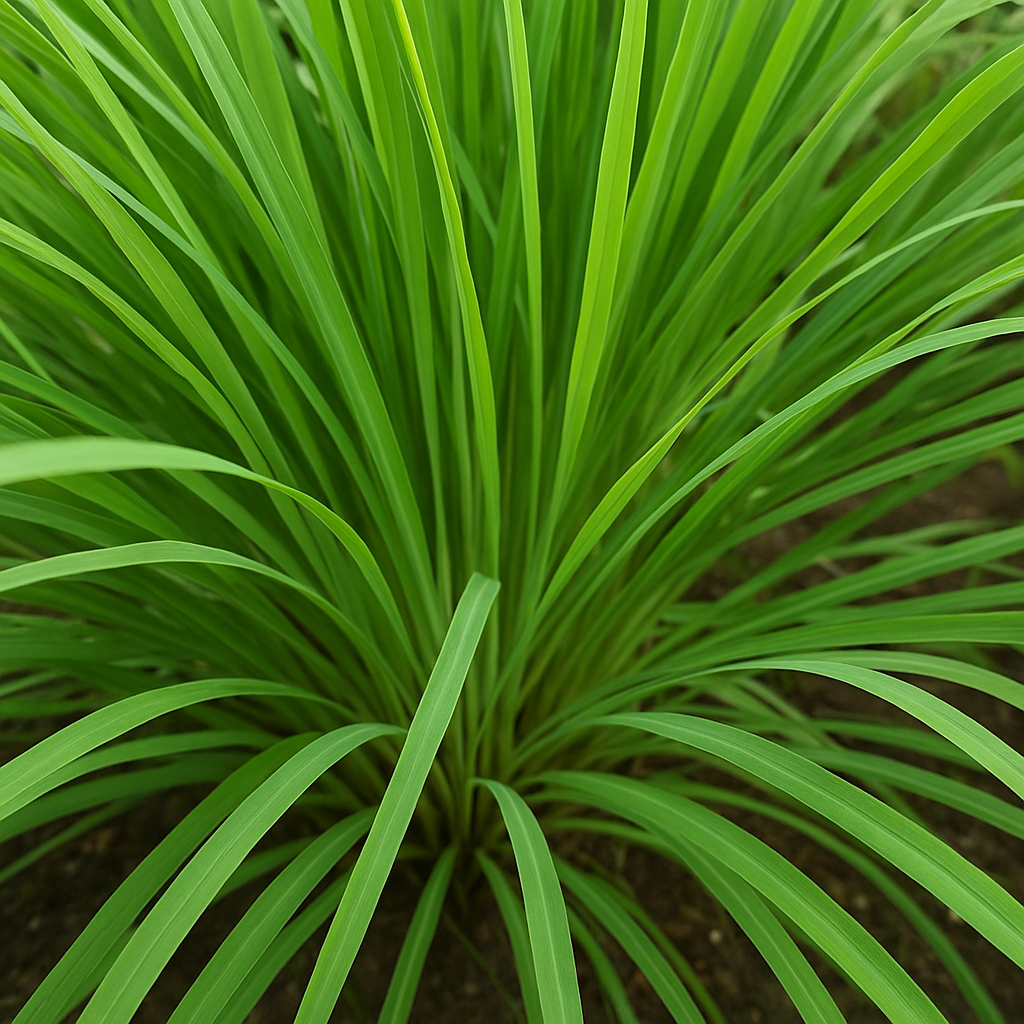 Lemon Grass: The Aromatic Herb for Your Garden and Kitchen