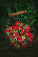 Fruit Seeds