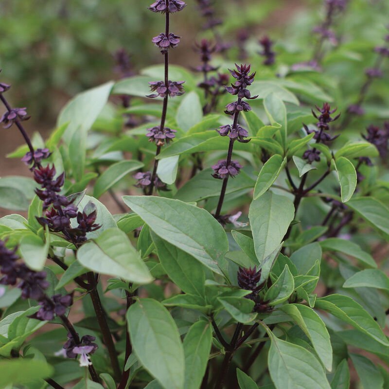 Basil Sweet Scented Herb Seeds