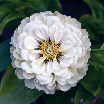 Zinnia F1 Tall White Summer Flower Seeds